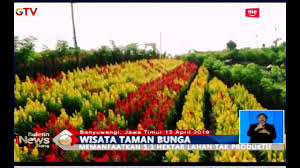 Kebun bunga bunga 2020 kembang lidah mertua aglonema tanaman #vlog #bunga keindahan proses perkebunan bunga tulip taman keukenhof, lisse, belanda, kebanjiran pengunjung setiap. Dinas Pertanian Banyuwangi Bangun Taman Bunga Yang Instagramable Bis 14 04 Youtube