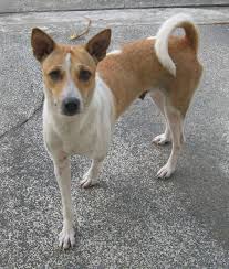 Congressman and secretary of defense. Aspin Dog Dogs Dog Cat Dog Breeds