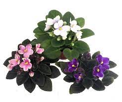 Miniature african violets typically need a slightly different fertilizer formula. Miniature African Violet 3 Plants 2 Pot Great For Terrariums Fairy Gardens Buy Online In United Arab Emirates At Desertcart Ae Productid 4615516