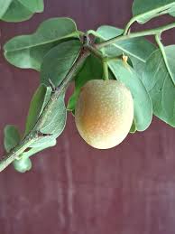 Image result for Ximenia afra