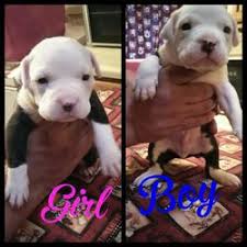 If they are properly trained and socialized they can become great members of the family. Full Blooded American Pit Bull Puppies For Sale In Dayton Oh Offerup