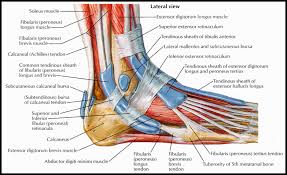 Tendons are long thin bands that attach your muscles to bones. Pin On Peroneal Tendonitis