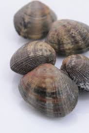Palourdes Raw Photography Sea Shells Beautiful Food