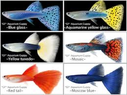 Guppy 6color Png 320 241 Guppy Fish Tropical Fish Aquarium Guppy