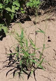 Image result for Urochloa arrecta