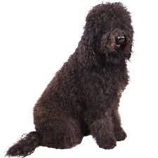 Puppyarea hopes you can find your favorite puppy and each puppy could find a warm home. Barbet Club Of America Official Site
