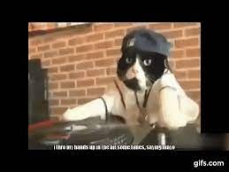 Top Funny Cat And Dog Dancing And Singing In The World Mkls Funny Cats Funny Cats And Dogs Dog Cat