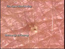 Ipm solutions is striving to be apart of the largest pest control companies in the midwest. 5 Star Pest Solutions Llc Home Facebook