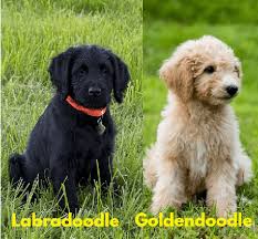 The labradoodle normally has short hair, which is wiry and wavy. Do Labradoodles Shed More Than Goldendoodles Lover Doodles