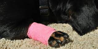 Dog Bandage For Paw Yasserchemicals Com