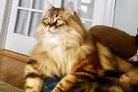 Finding your cat online could be just a few clicks away, or it may take some time, but facebook groups cover everything imaginable, including free kittens. Tunie S Siberians Minnesota S Foremost Home Of Traditional Siberian Forest Cats And Kittens