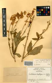 Image result for Crotalaria longithyrsa