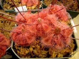 I think it is important to bestow some of my love of unusual plants on to. Drosera Burmannii Giant Red Form Youtube