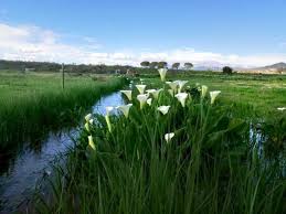 Image result for Juncus lomatophyllus
