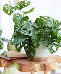 Intenz Home Monstera Obliqua Apartment Plants Plants Indoor Plants