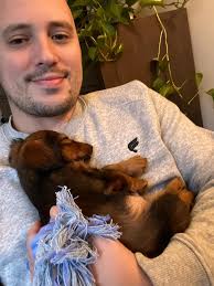 miniature long haired dachshund On Threads