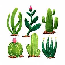 From wikipedia, more below:a cactus (plural: Cactus Plant Bombshell Of Positivity Learn To Grow Them Right