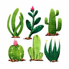 Cactus also known as prickly pear are succulent plants. Cactus Plant Bombshell Of Positivity Learn To Grow Them Right