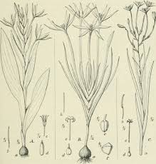 Image result for Afrosolen schimperi