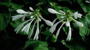 Buy hosta 'fire and ice' plantain lily: Fragrant Plantain Lily Flowers Shaped Like Hairpins Cgtn