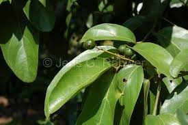 Image result for Cryptocarya transvaalensis