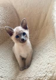 In addition, they enjoy learning tricks and might even teach you some. Astra Siam Old Style Siamese Cattery 108 Photos Pet Breeder