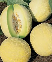 Growing cantaloupe growing melons growing plants growing vegetables how to grow cantaloupe home vegetable garden fruit garden edible garden gardens. Learn About Honeydew