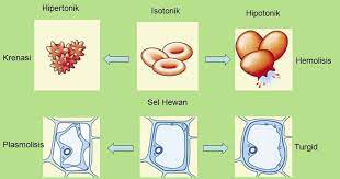 Perbedaan tersebut terletak pada sel hewan yang tidak memiliki dinding sel. Aida2f Osmosis Krenasi Hemolisis Plasmolisis Turgid Osmosis Sel Hewan Sel Tumbuhan