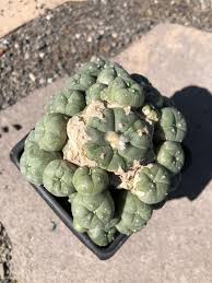 Image result for Loxodera caespitosa