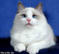 We reserve the right to hold kittens for evaluation for show quality. Blue Gem Ragdoll Cats Photo Gallery Ohio