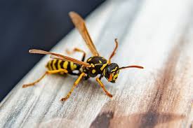 Novel antimicrobial molecules derived from wasp venom