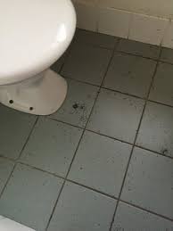 Get free shipping on qualified wood bathroom cabinets & storage or buy online pick up in store today in the bath department. Toilet Floor And Walls Were Covered In Ants Picture Of Cedar Creek Lodges Tamborine Mountain Tripadvisor
