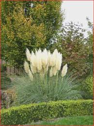 Pin Von Claudia Schneider Auf Graser Garten In 2020 Gras Pflanzen Graser Fur Den Garten