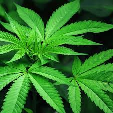 Image result for Cannabis sativa