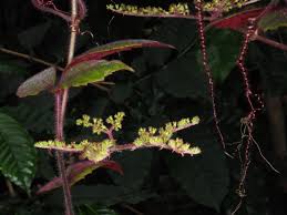 Image result for Cyphostemma glandulosissimum