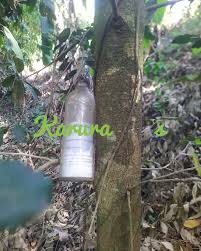 Image result for Mimusops kummel