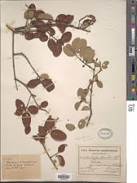 Image result for Berchemia discolor