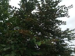 Image result for Piliostigma thonningii