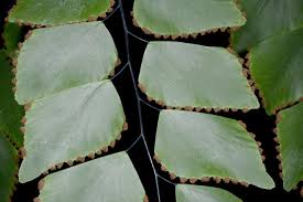 Image result for Adiantum soboliferum