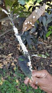 These depict the most common pest species that you. Mango Diseases And Pests Description Uses Propagation