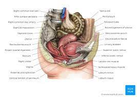 Sagittal plane through the female pelvis. Pelvis And Perineum Anatomy Vessels Nerves Kenhub