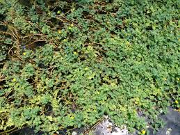 Image result for Aeschynomene