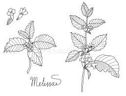 (check here for how to make an infusion) prescription for herbal healing suggests using it in conjunction with valerian when taking it to treat insomnia or stress. Melissa Stock Illustrations 1 399 Melissa Stock Illustrations Vectors Clipart Dreamstime