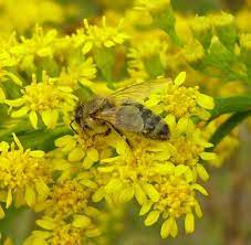 Honeybee Goldenrod Flower Insects Flowers