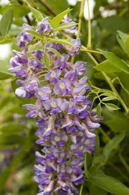 Pin On Shades Of Purple
