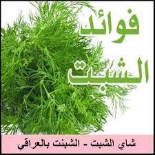 مطبخ الذوق الرفيع شاي الشبت الشبت بالعراقي blog herbs blog posts