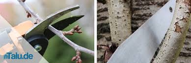 Dann wird viel neues fruchtholz gebildet, und der baum kann verjüngt werden. Kirschbaum Richtig Schneiden Anleitung Fur Kirschbaumschnitt Talu De