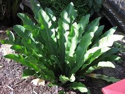 Image result for Asplenium staudtii