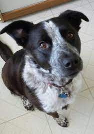 Will receive first shots next week. 34 Border Heelers Ideas Heeler Border Collie Cattle Dog