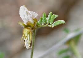 Image result for Tephrosia villosa